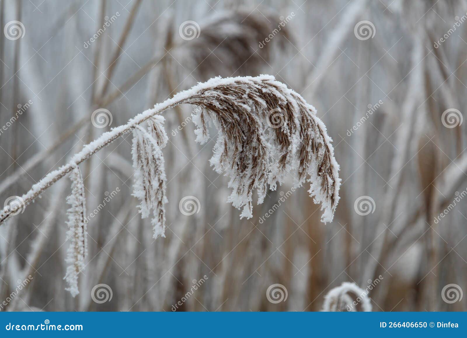 Bowing Water Reed Covered with Hoarfrost and Rime. Stock Photo - Image ...