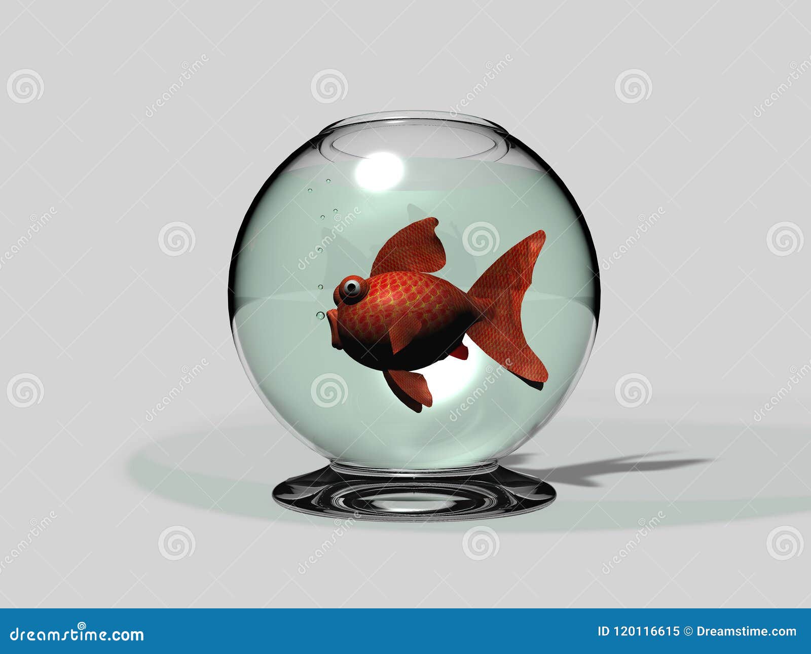 bowl and goldfish carassius