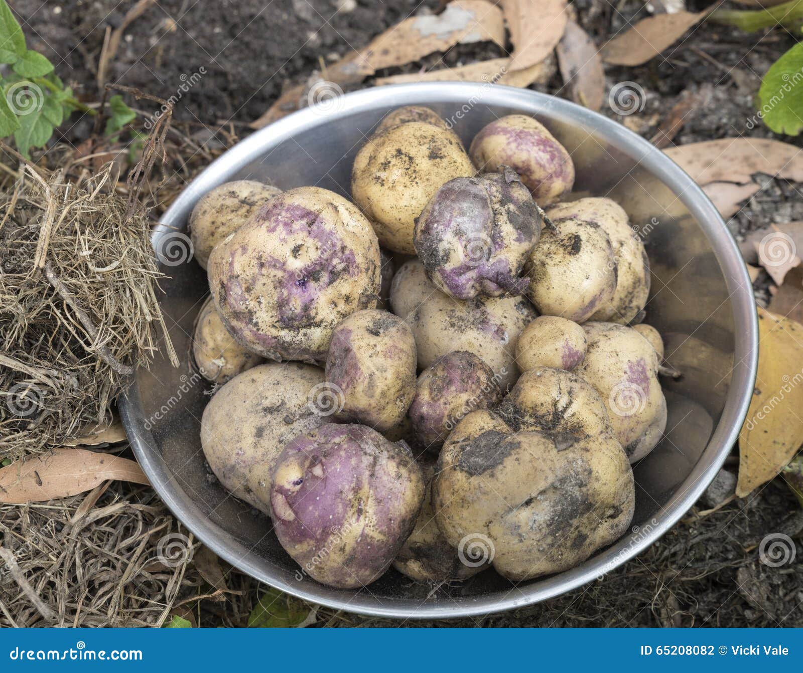 Bowl of pink eye potatoes. stock photo. Image of crop 65208082