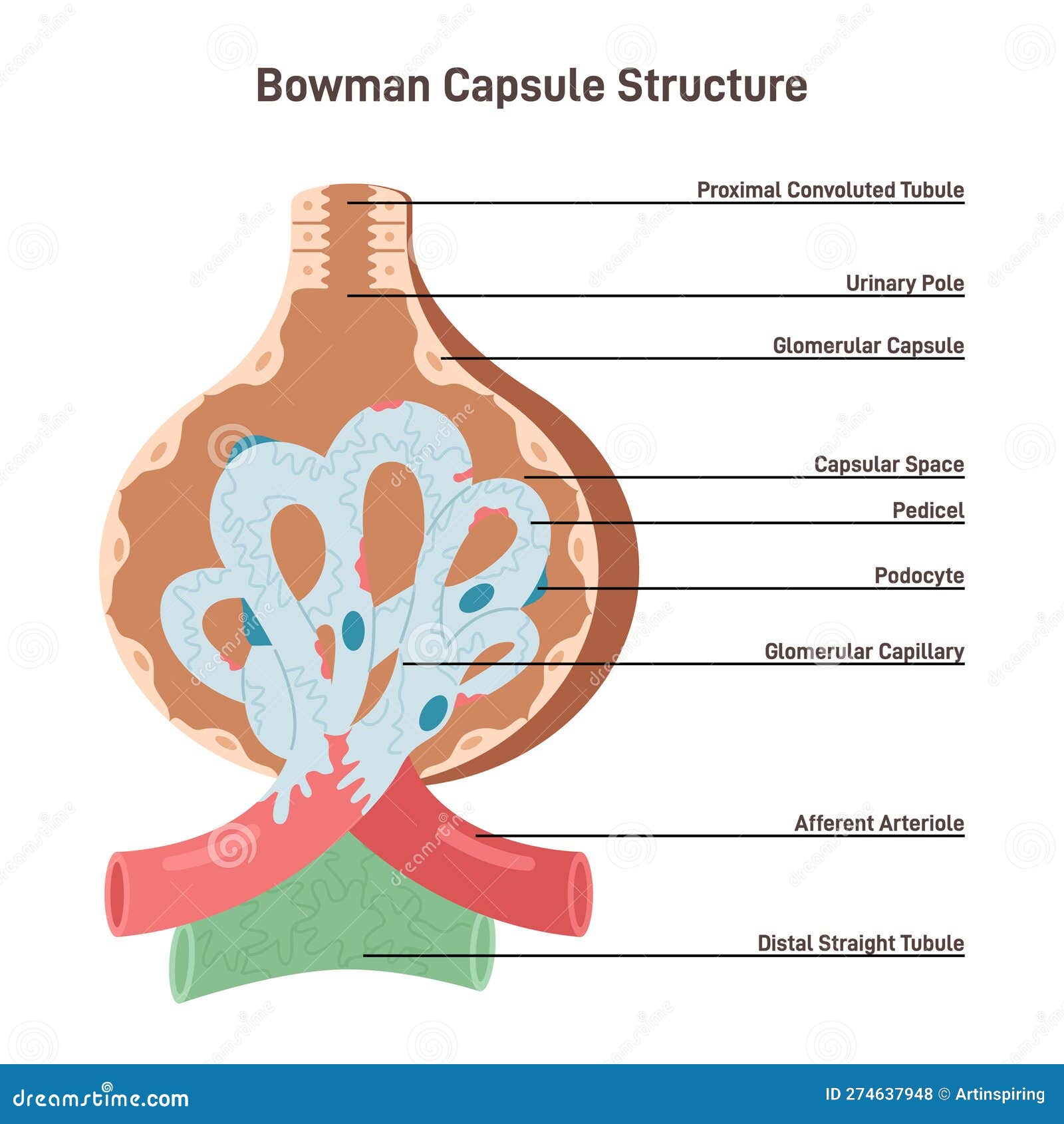 Bowman S Capsule Structure Renal Corpuscle Filtering Blood From Urine bowman-s-capsule-structure-renal-corpuscle-filtering-blood-from-urine