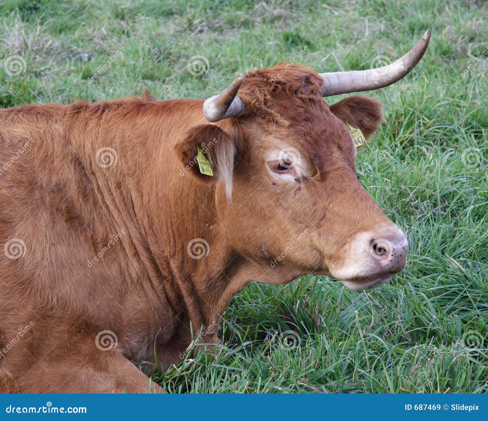 bown calf