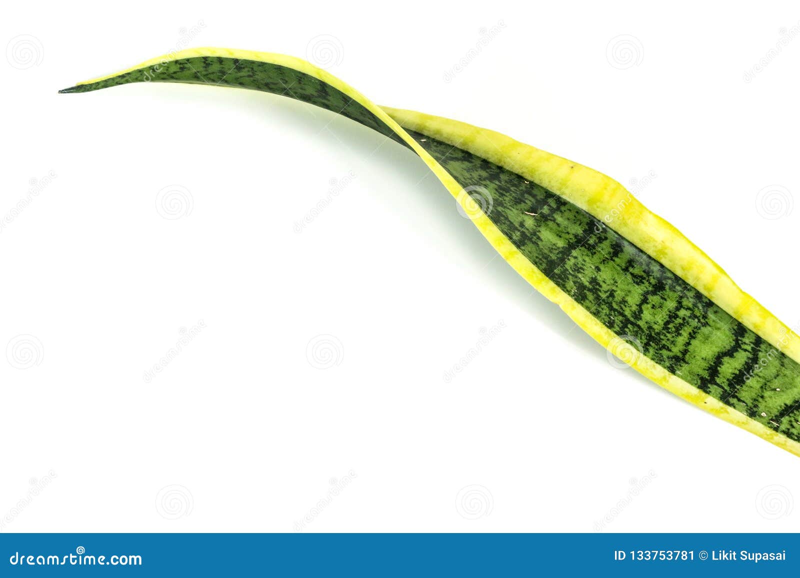 bowstring hemp white background in studio