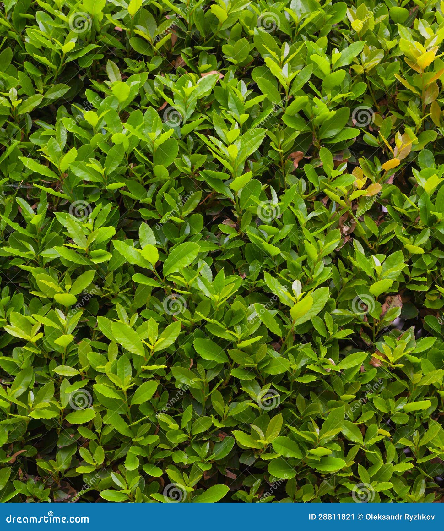 Box Background with Green Leaves Stock Image Image of fresh