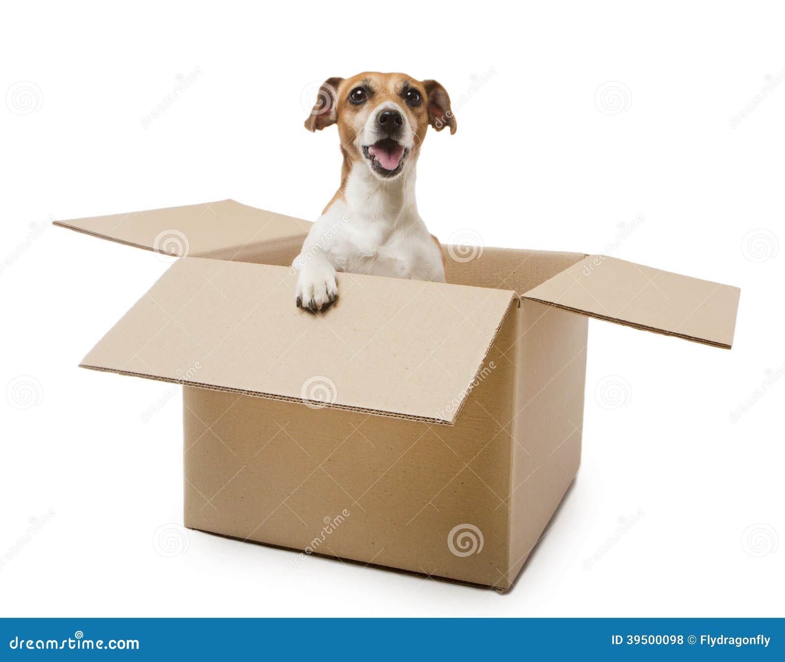 Box dog stock photo. Image of packing, pedigree, look - 39500098