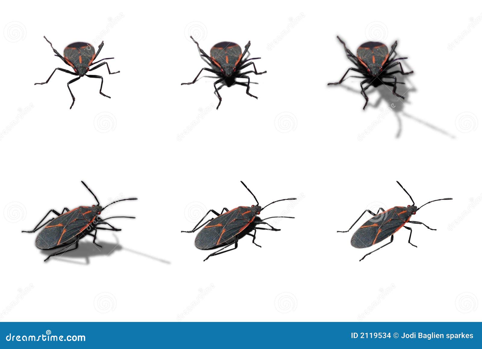 Box elder bug stock photo. Image of marco, biology