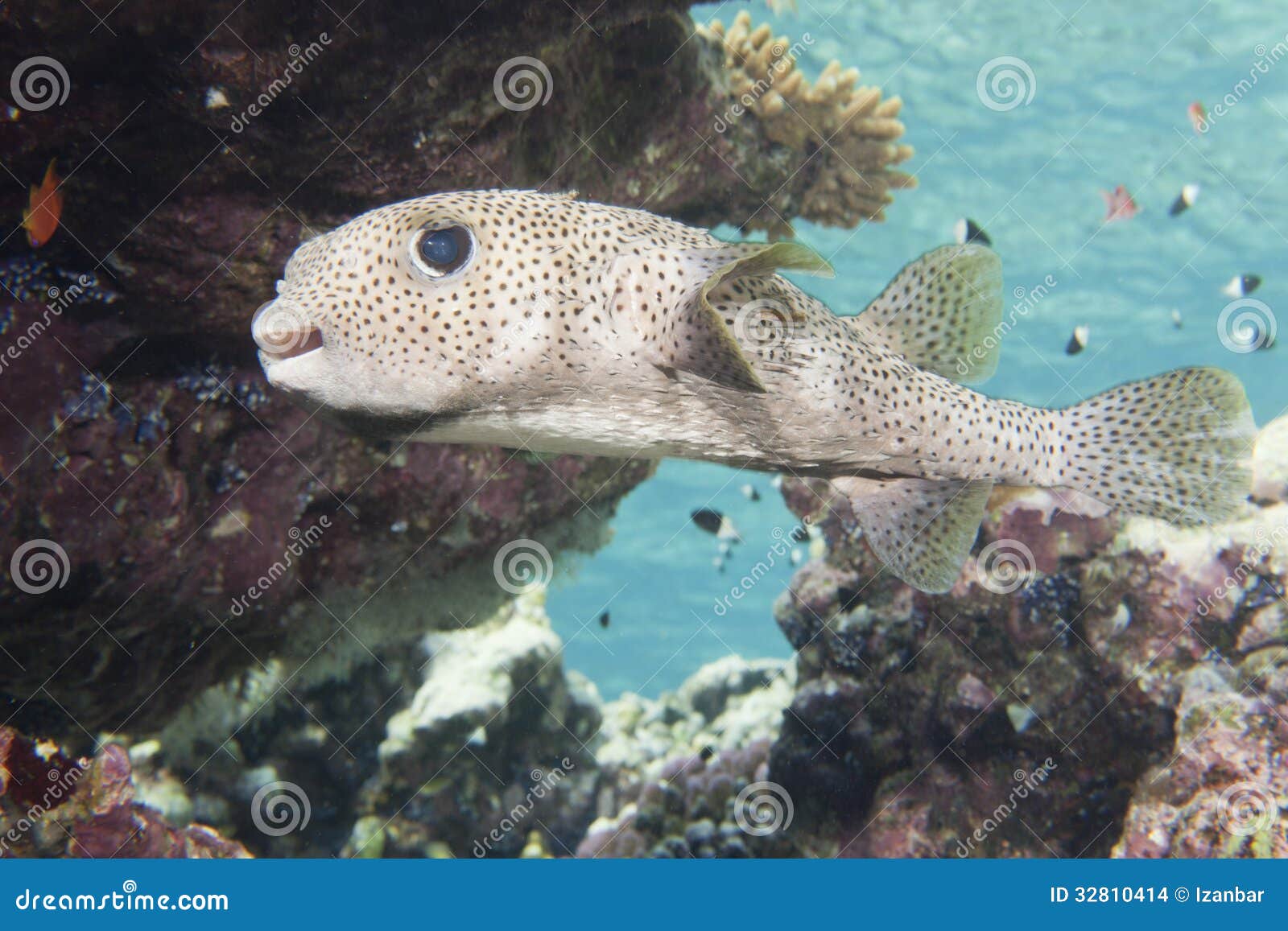 Box Fish Underwater Portrait Stock Photo Image of aquarium, exotic