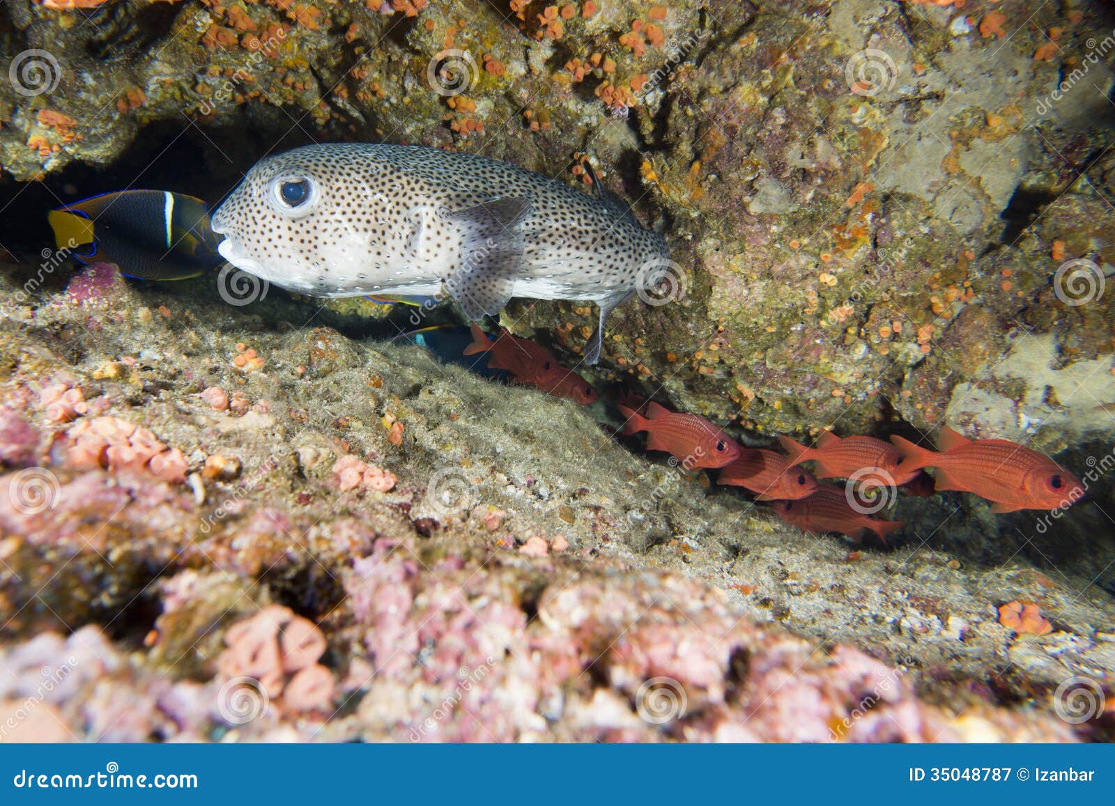 Box Fish Underwater Portrait Stock Image Image of beauty, marine