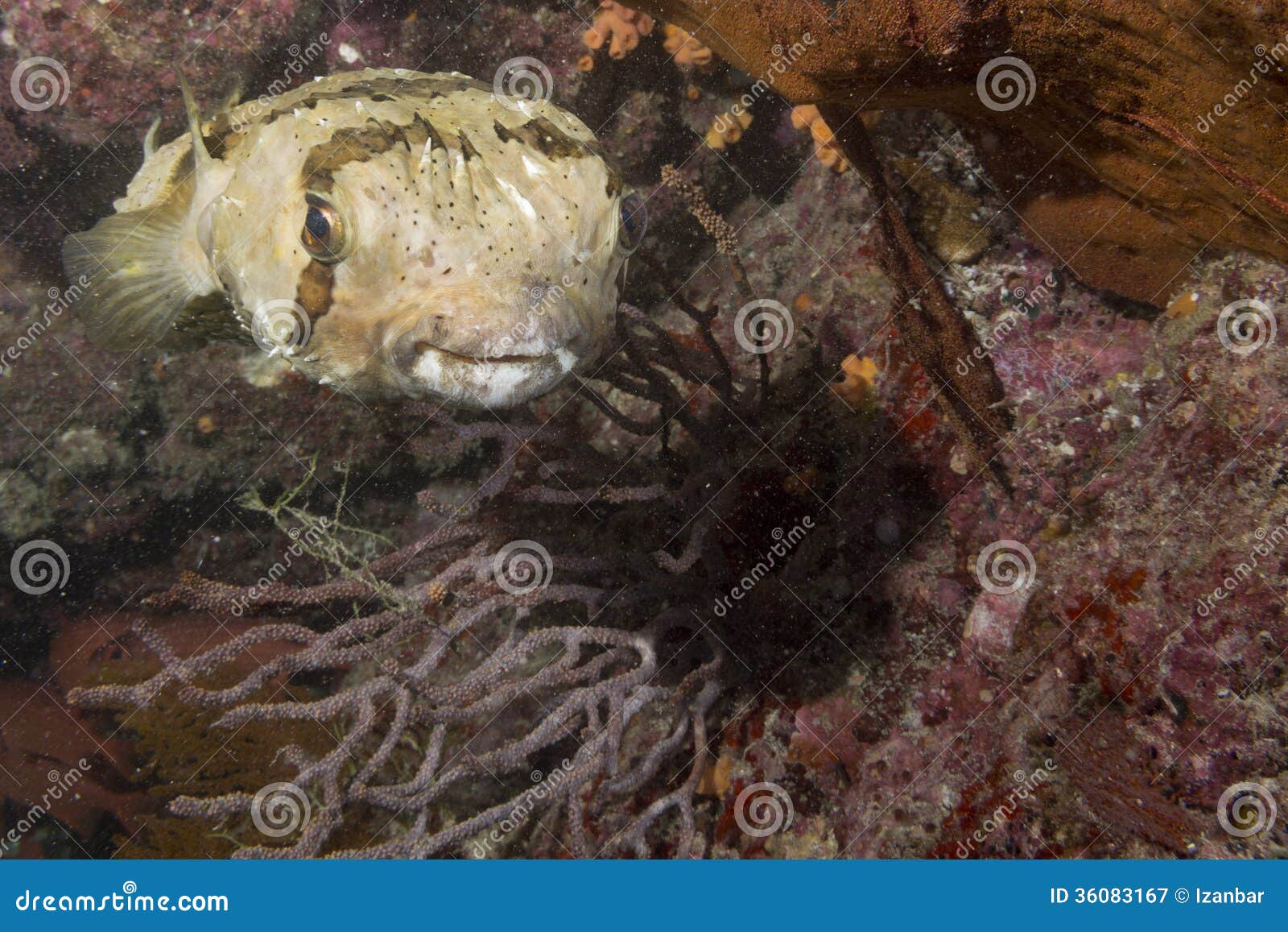Box Fish Underwater Portrait Stock Image Image of anemone, diving