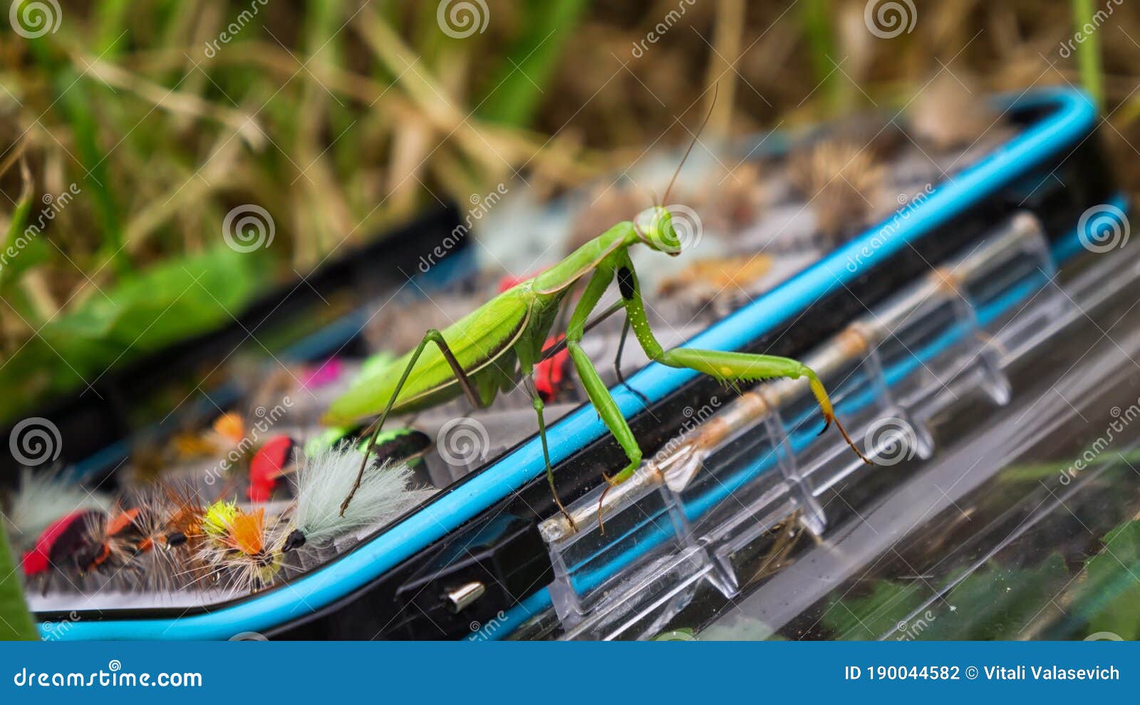 Box with flyflies stock photo. Image of feather, sharp 190044582