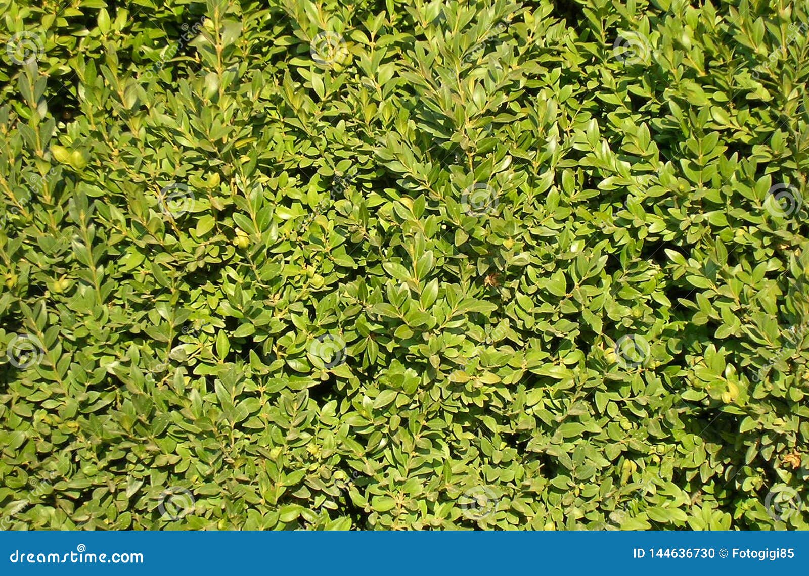 Box leaves. background stock photo. Image of horizontal 144636730