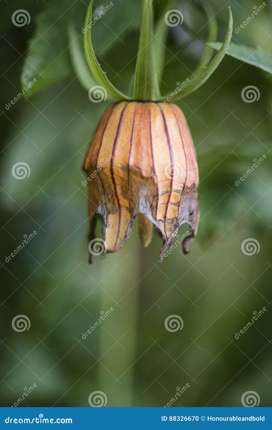 Box of Lily Lilium Regale Bulbs Ready To Be Planted in Spring Stock