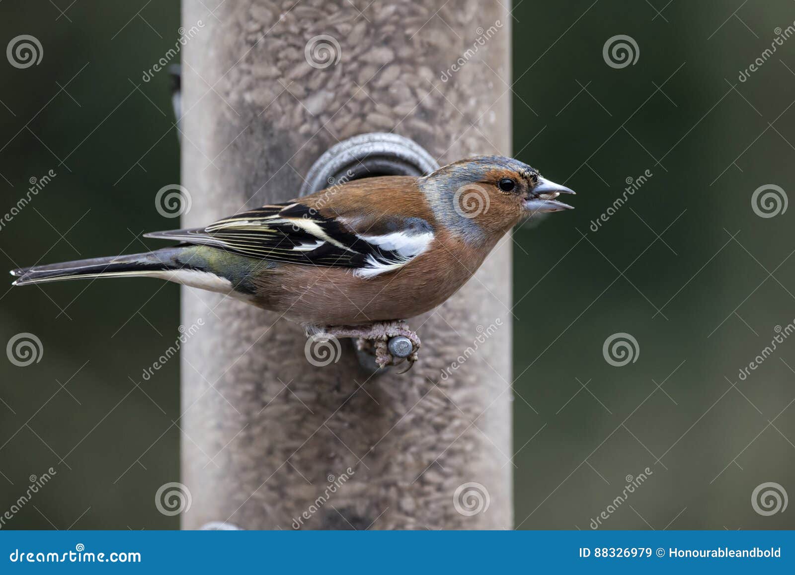 Box of Lily Lilium Regale Bulbs Ready To Be Planted in Spring Stock