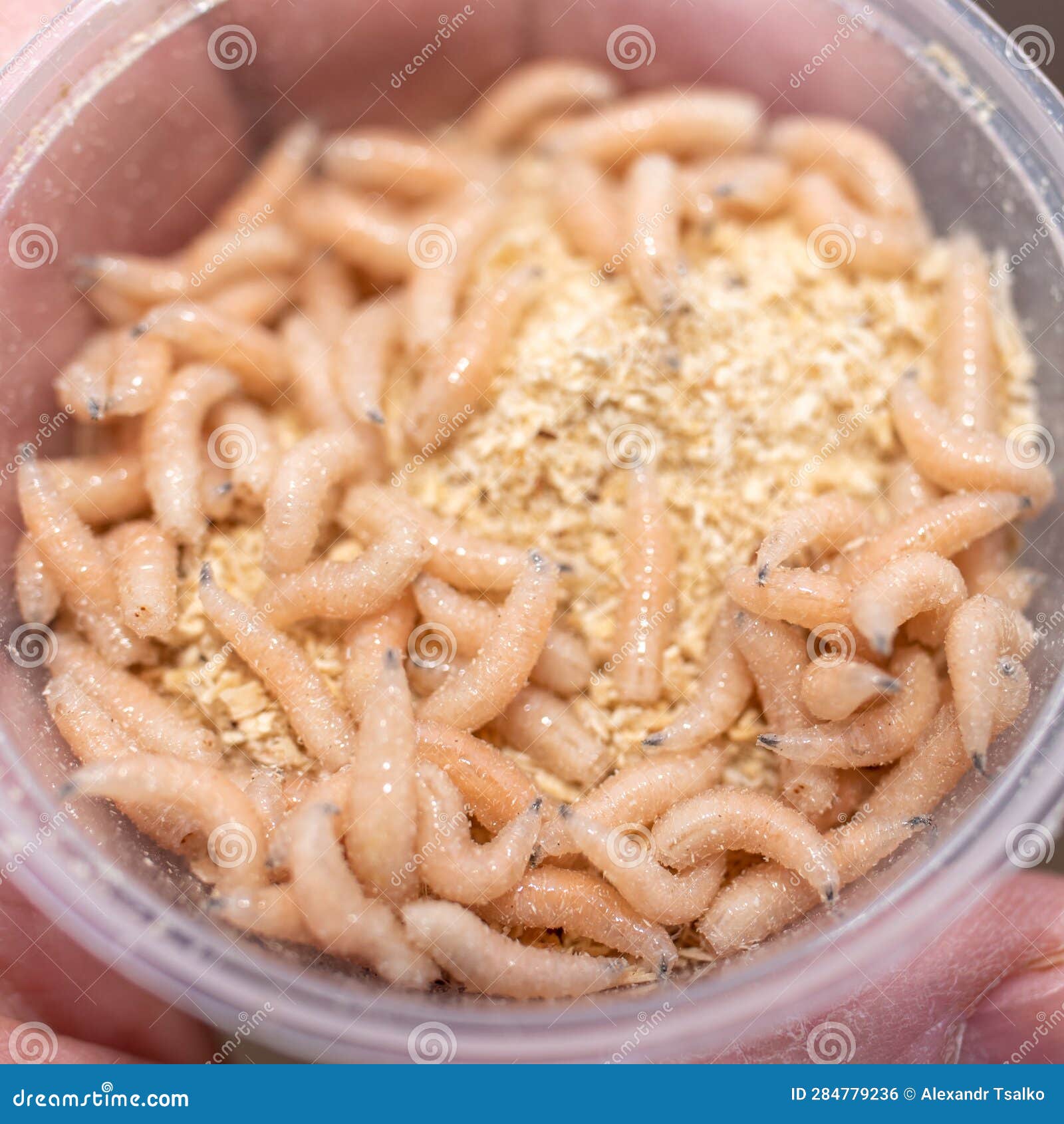 Box with Maggots for Fishing. Fly Larvae Bait for Fishermen Stock Photo -  Image of experiment, group: 284779236