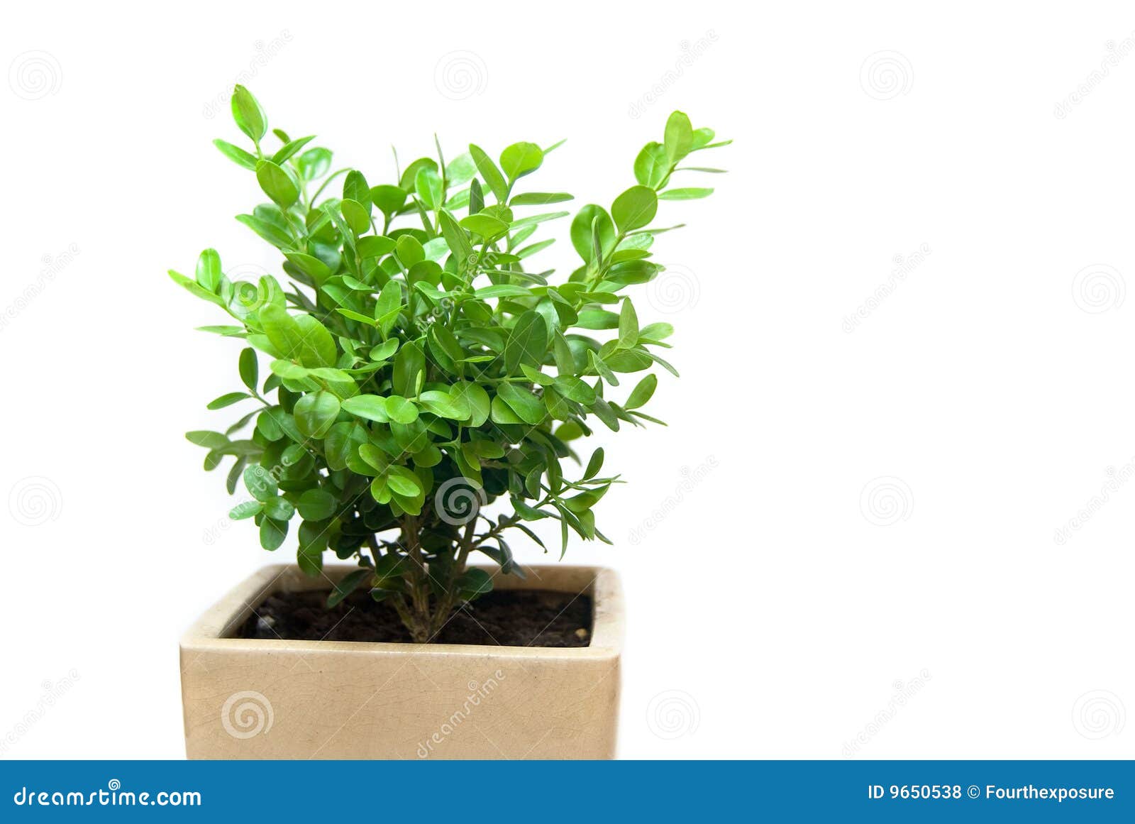 Box Plant in Pot stock photo. Image of plant, boxwood 9650538