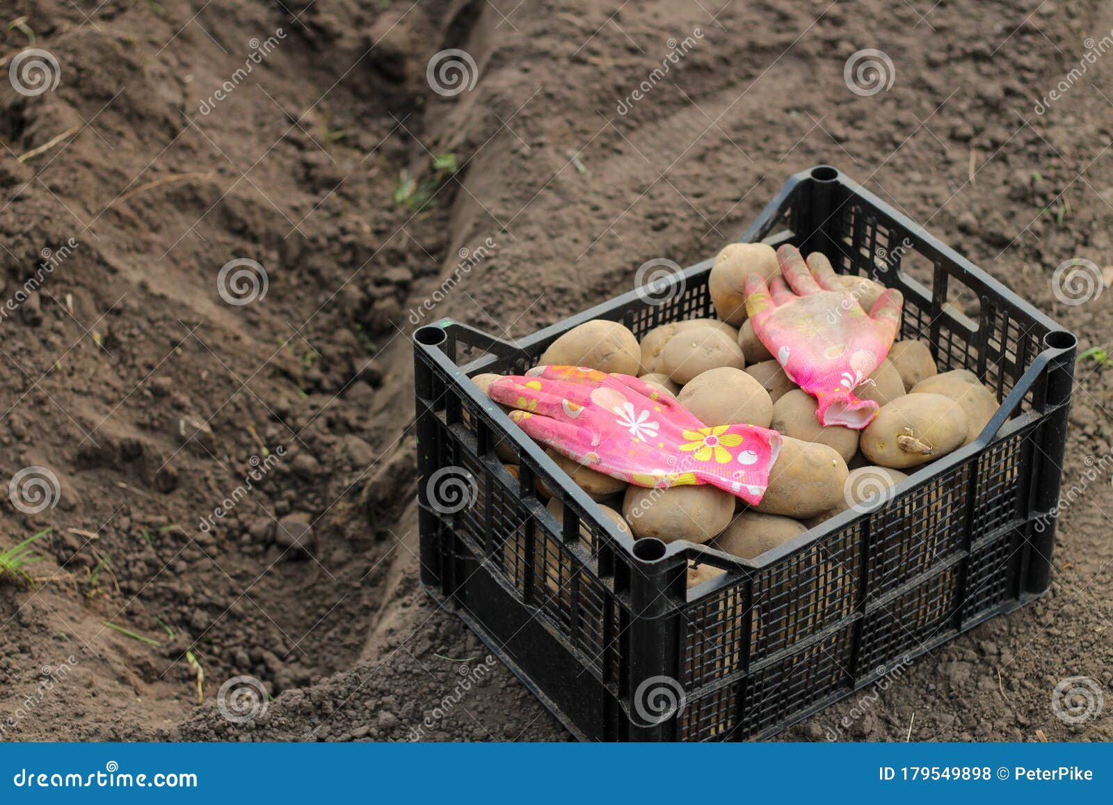 A Box with Planting Potatoes Stands on the Ground Near a Dug Ditch on