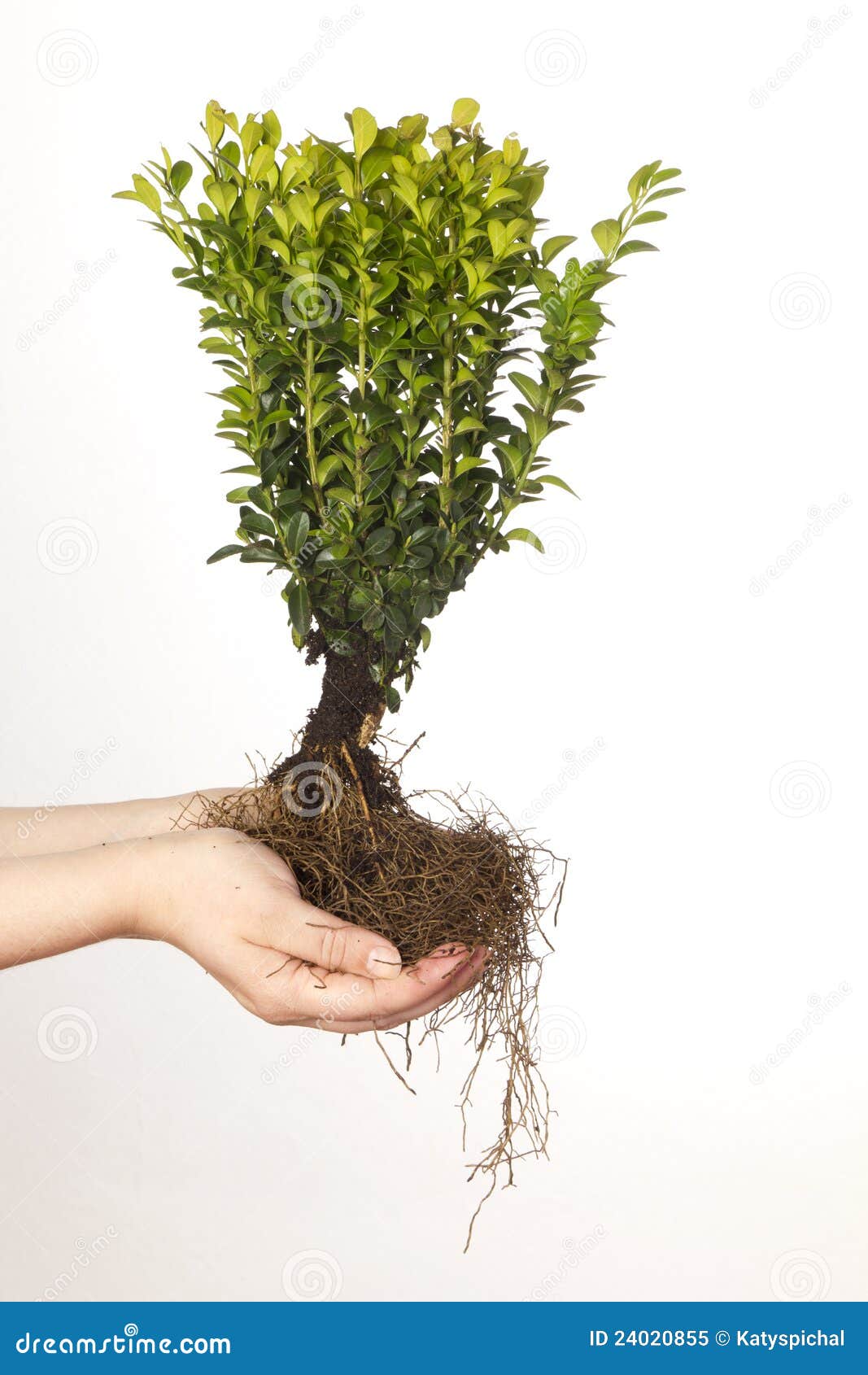 Box tree with roots stock image. Image of life, common 24020855