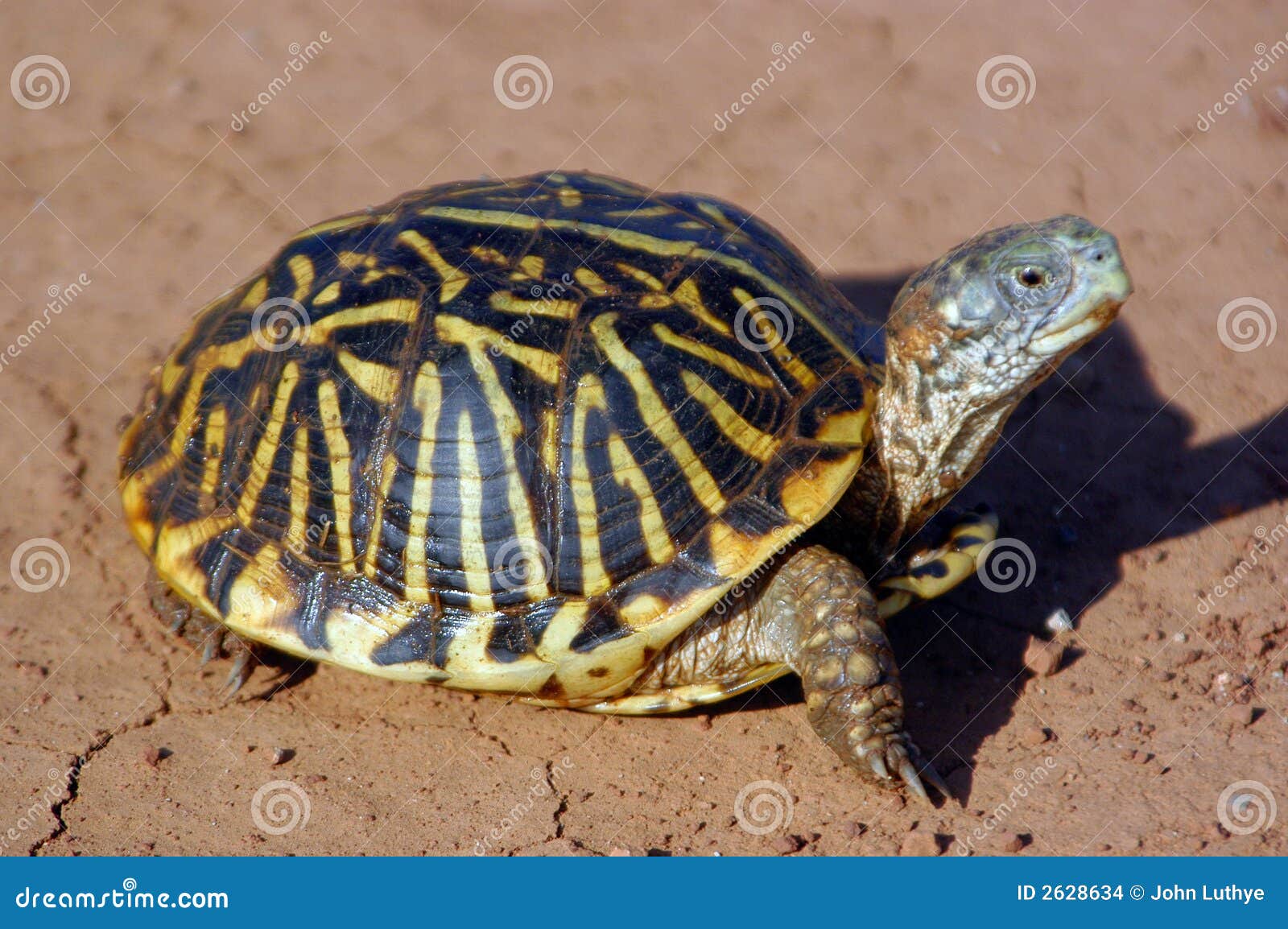 A box turtle crawling across the red dirt of Oklahoma.