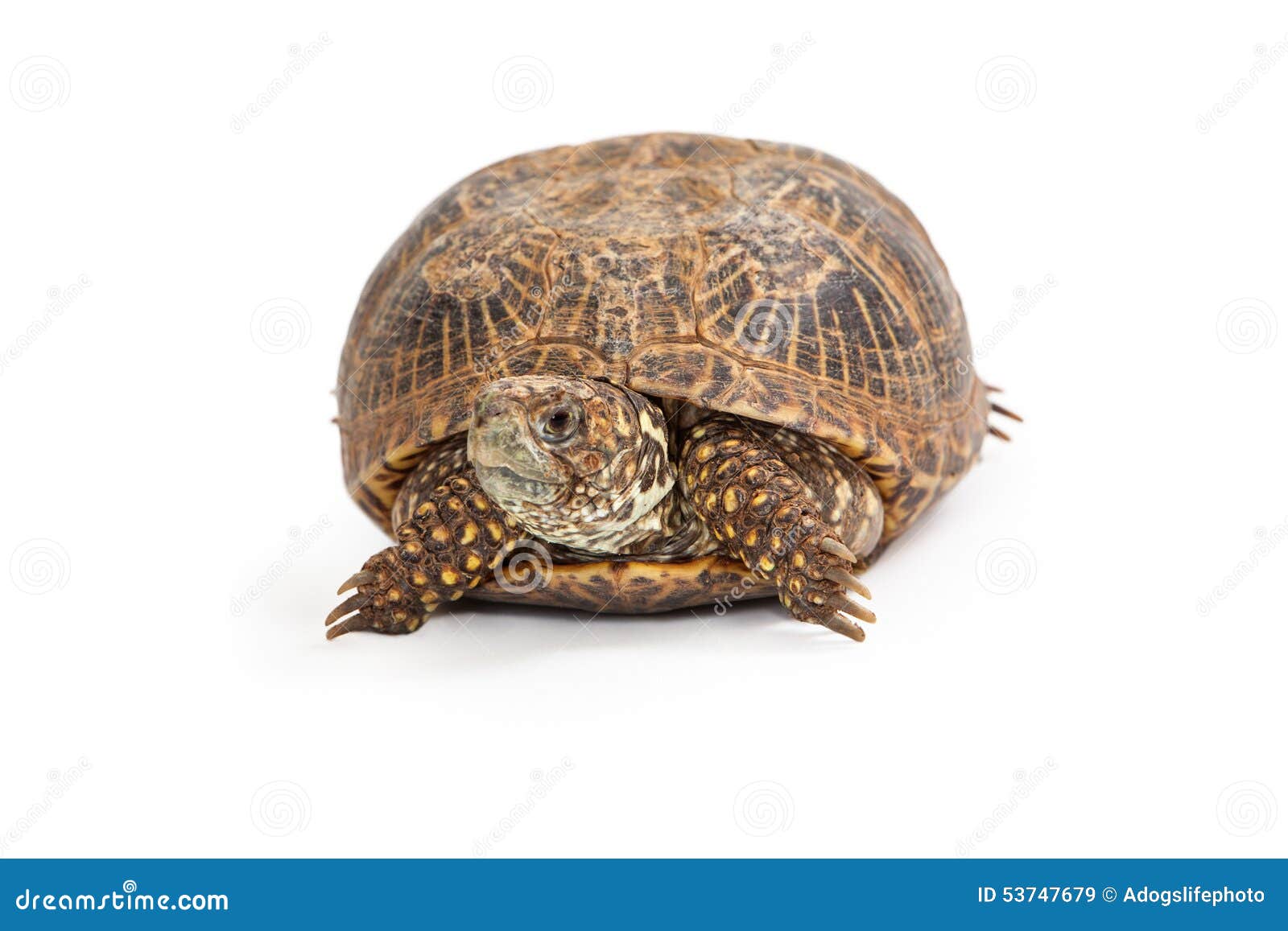 Turtle Front Leg And Head In Detail As Background Royalty-Free Stock ...