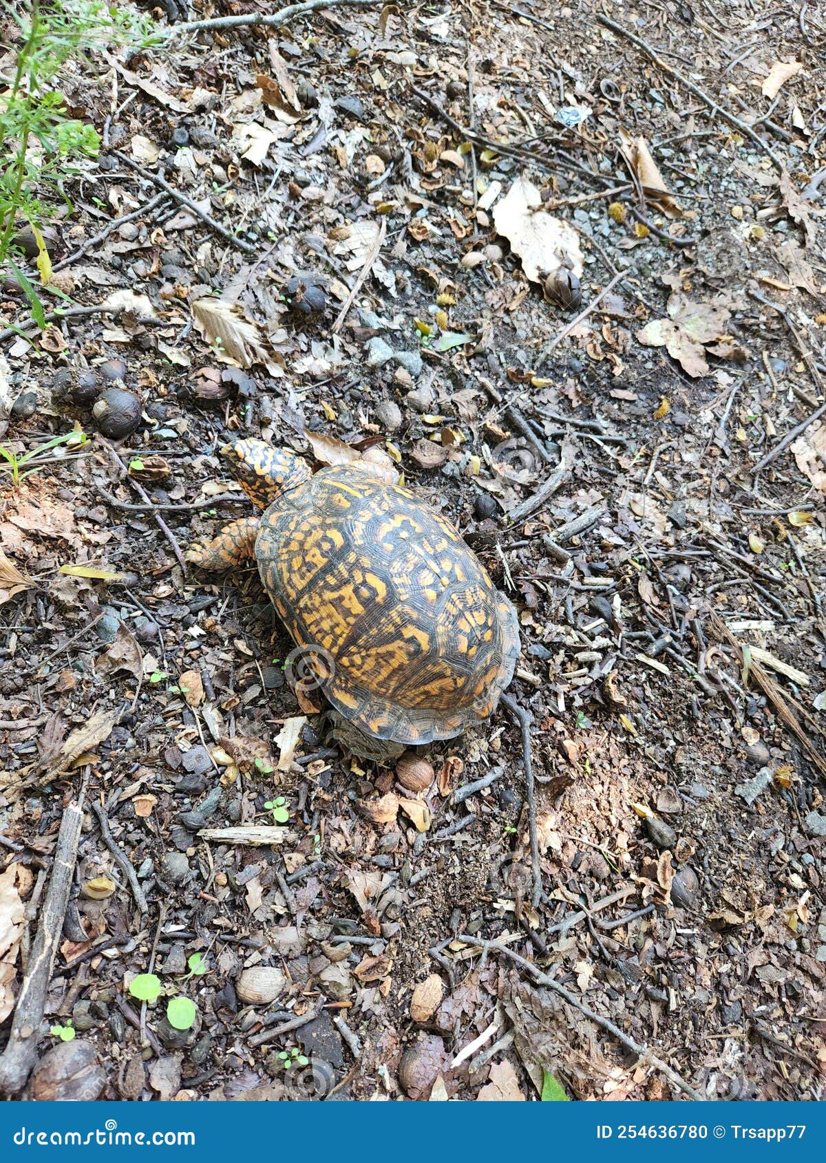 Box Turtle Outside on Gravel Stock Photo Image of patterns, gravel