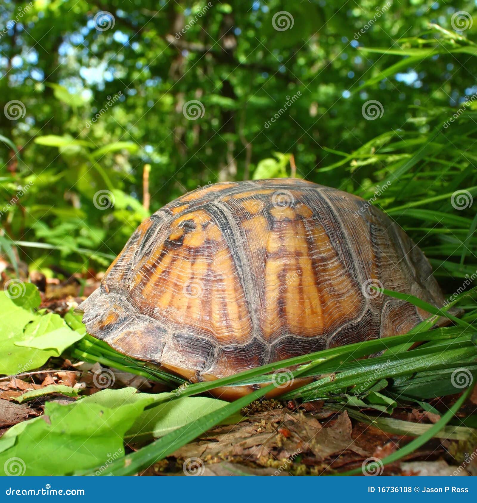 box turtle (terrapene carolina)
