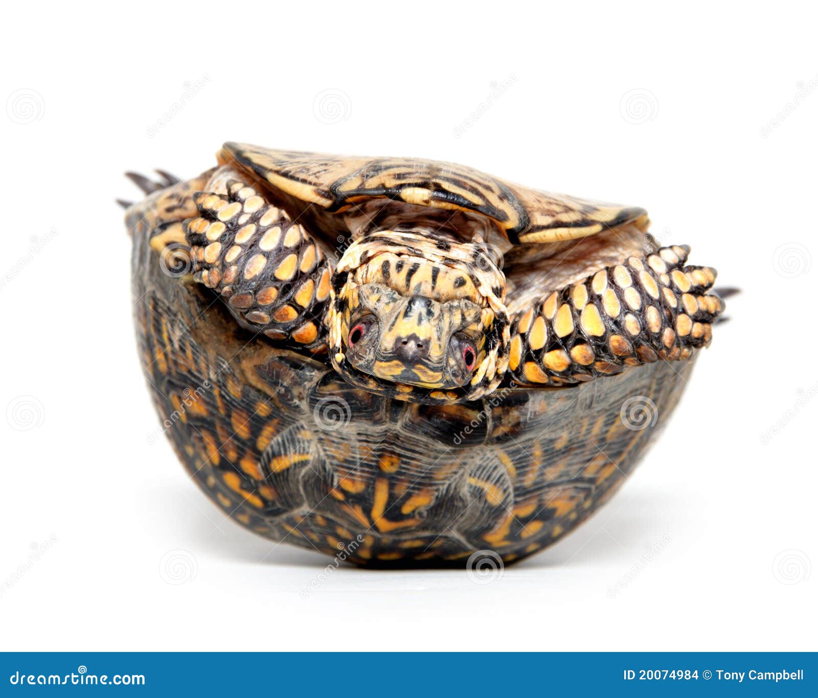 Box turtle upside down stock photo. Image of terrapene 20074984