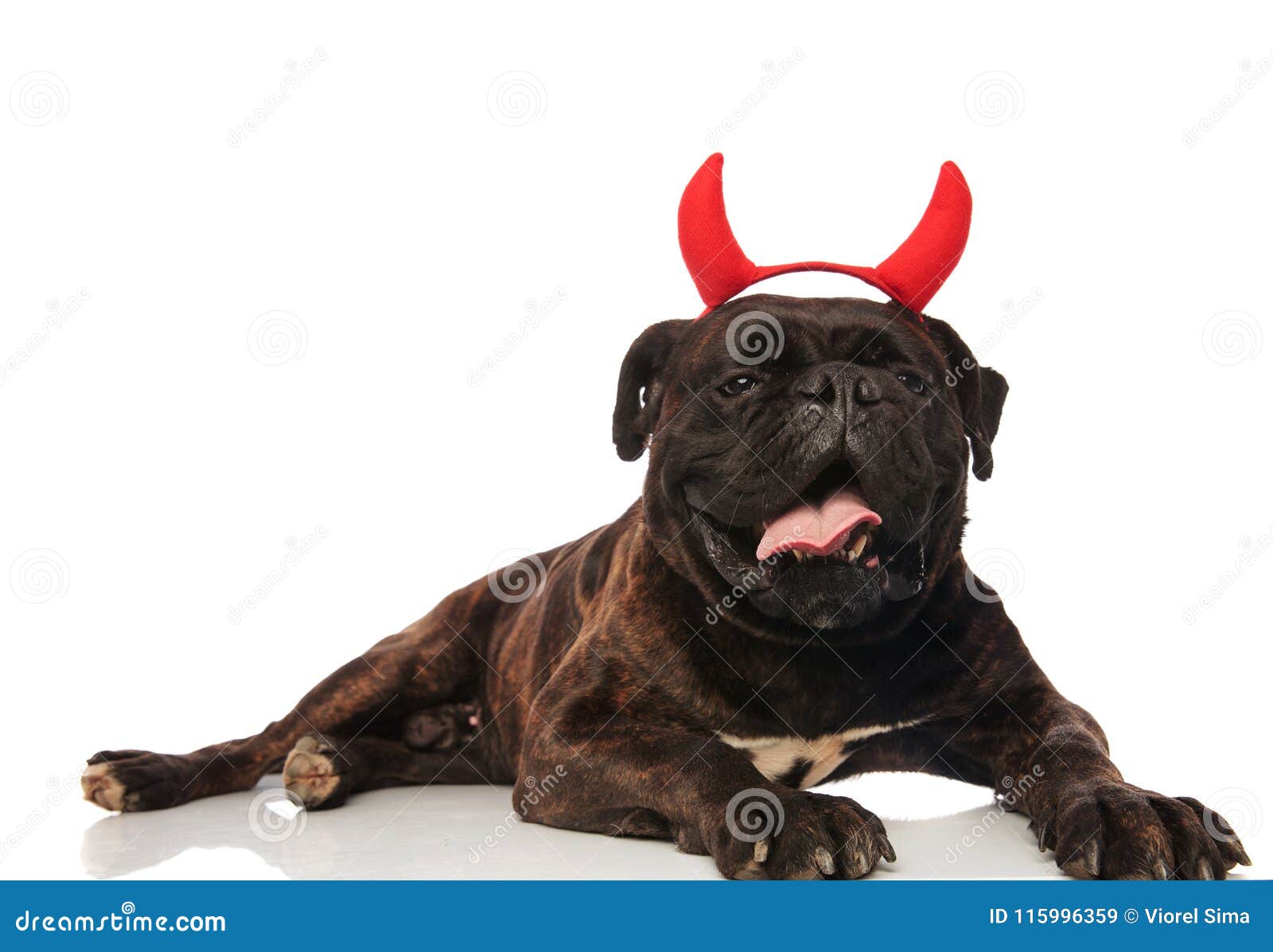 Boxeador Lindo Del Negro Del Diablo Que Despierta Imagen de archivo - Imagen de diablo, lindo: 115996359