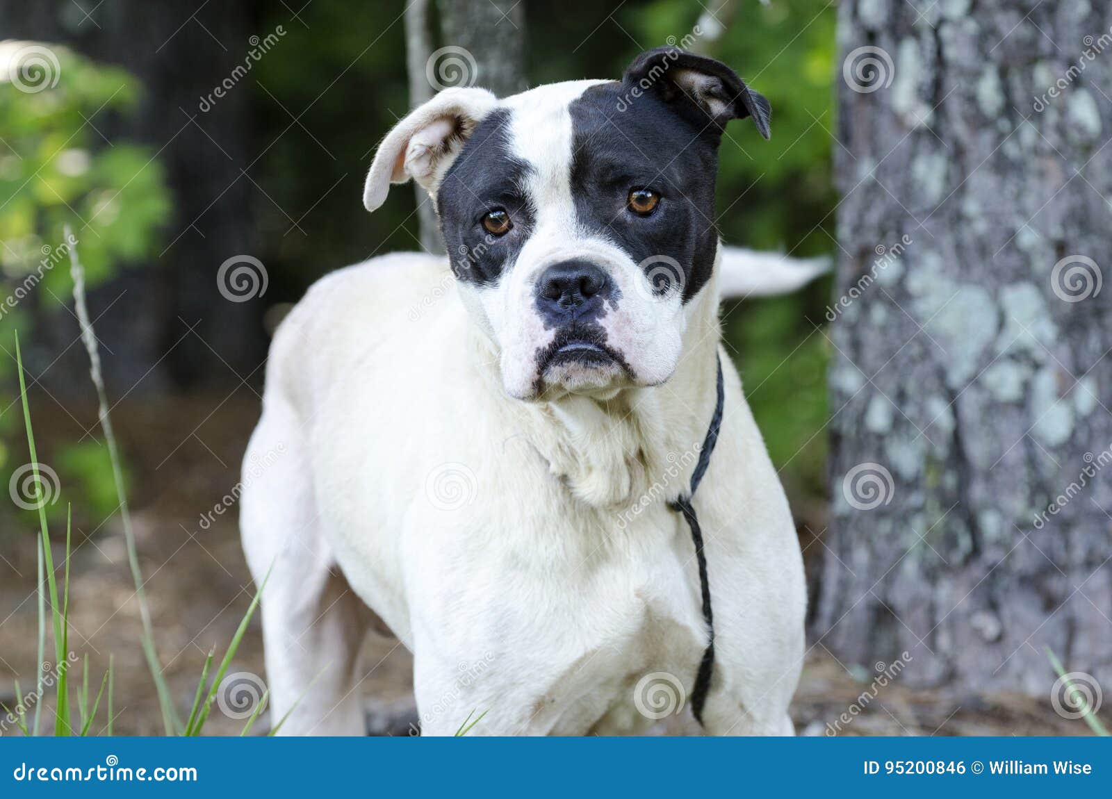 How Large Can A American Bulldog Boxer Mixes Get