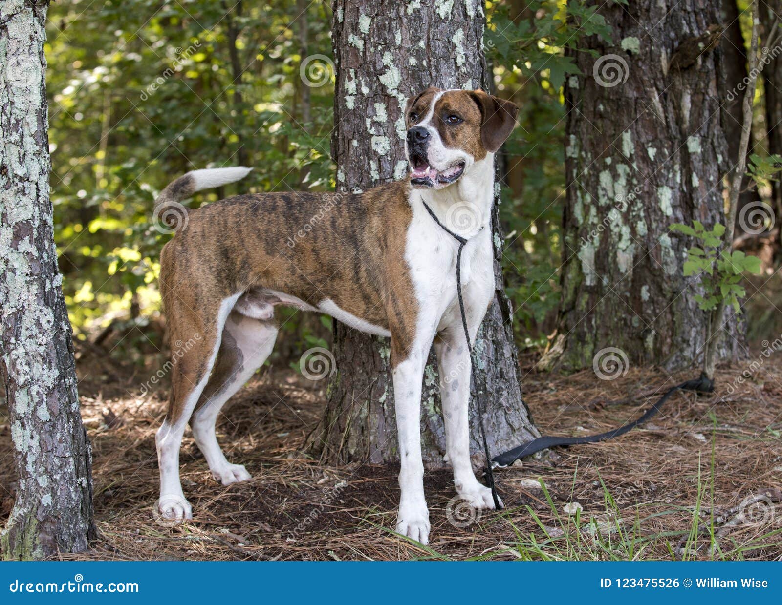 How Large Can A American Bulldog Boxer Mixes Get