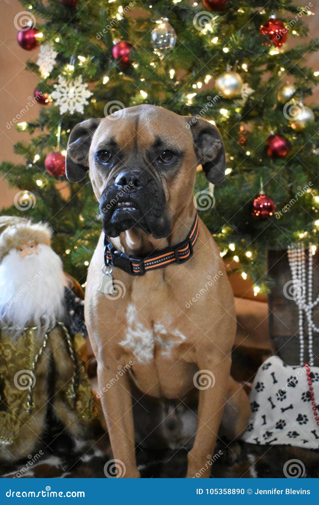 Boxer Breed Dog Christmas Portrait Stock Photo Image of costume