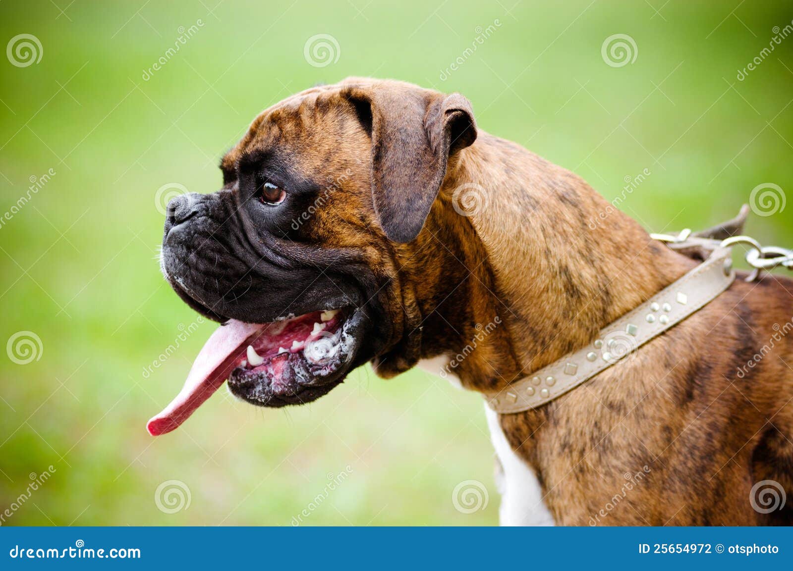 Boxer breed dog on a leash stock photo. Image of collar 25654972