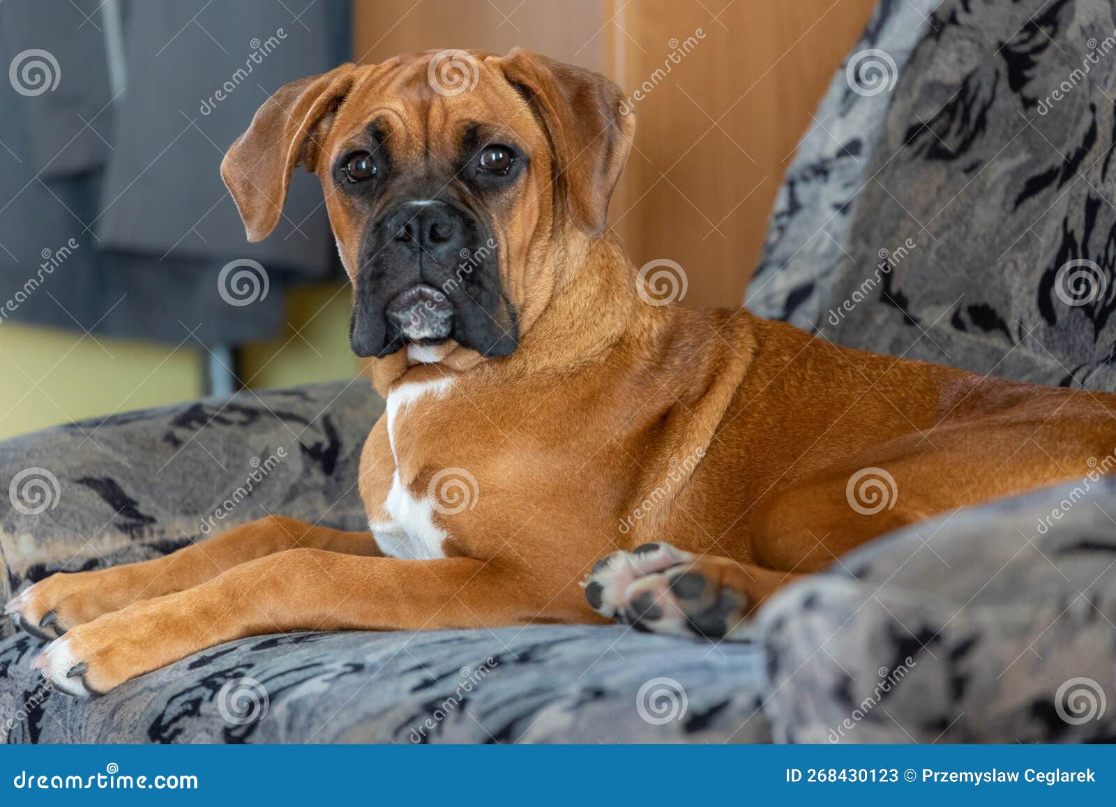 Dog stock image. Image of sofa, boxer, animal, domestic 268430123