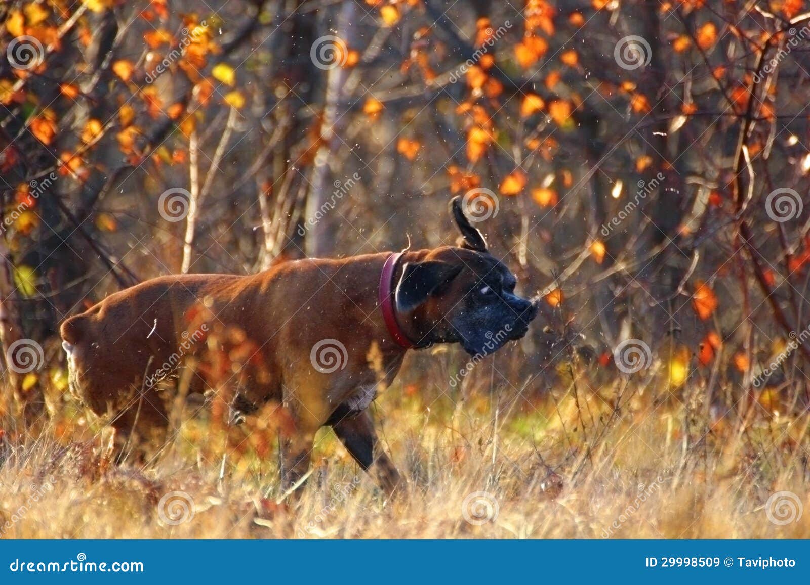 Dog shaking water off stock image. Image of pedigree 29998509
