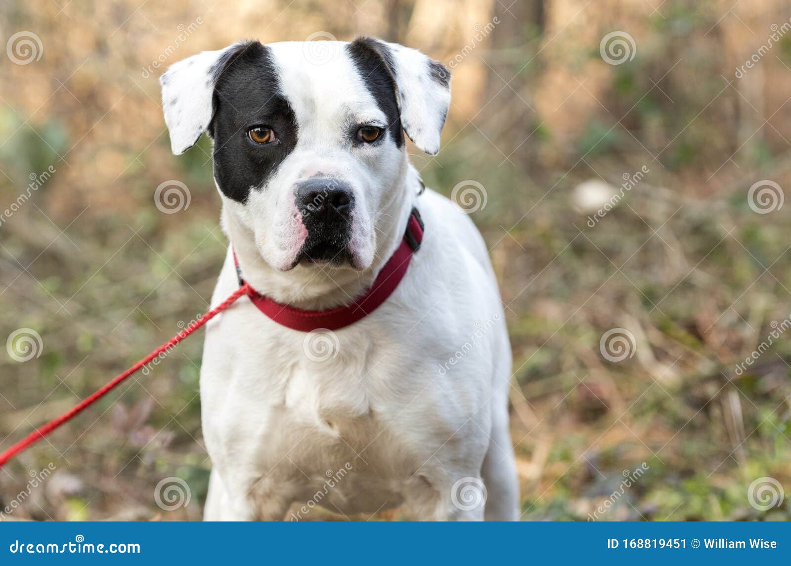 Boxer Bulldog Mistura Cão De Raça Com Colarinho Vermelho E Coleira