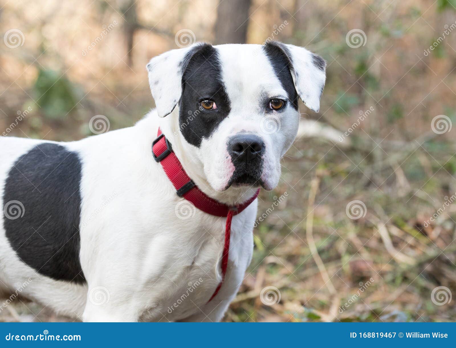 Boxer Bulldog Mistura Cão De Raça Com Colarinho Vermelho E Coleira