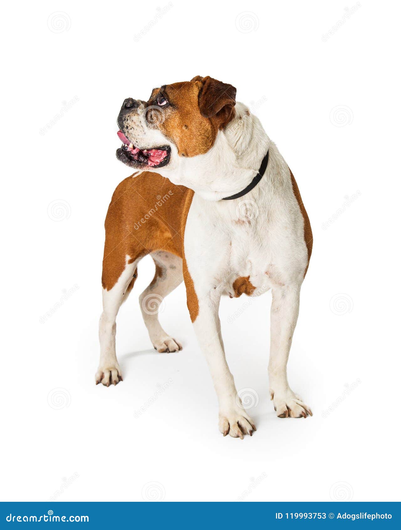 BoxerBulldoggenKreuzungsHund, Der Zur Seite Schauend Steht Stockbild