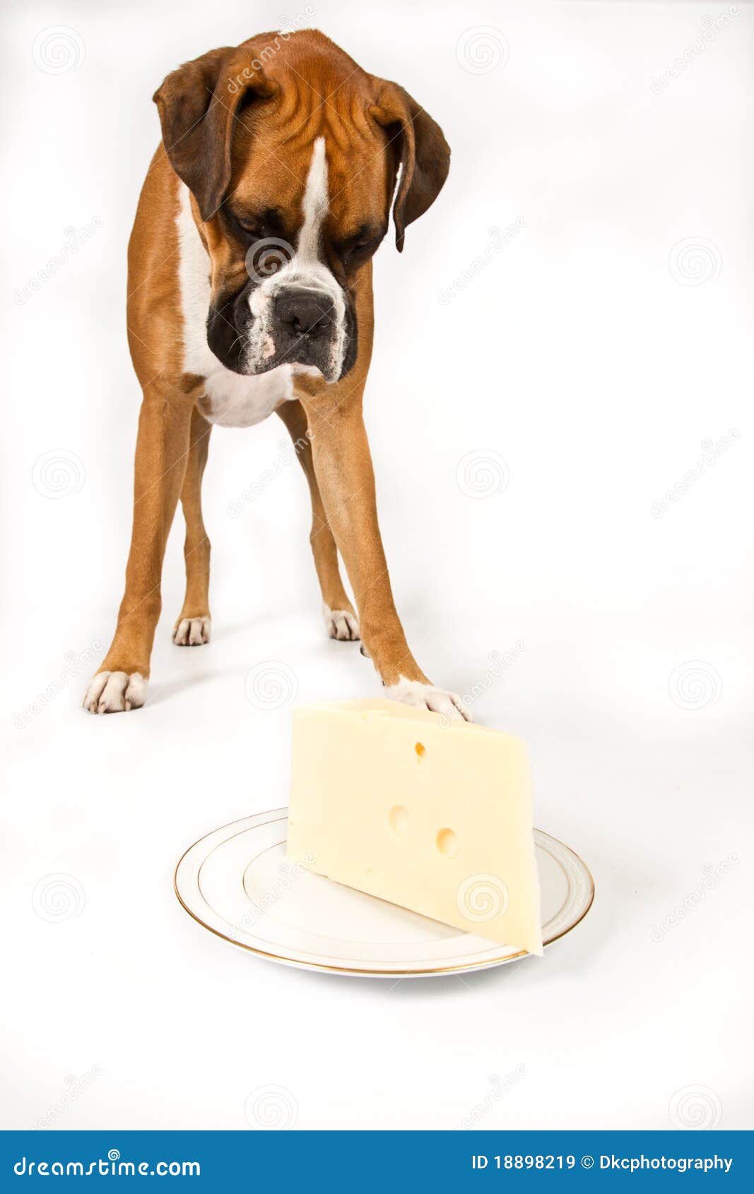 Boxer with Cheese stock image. Image of standing, hungry 18898219