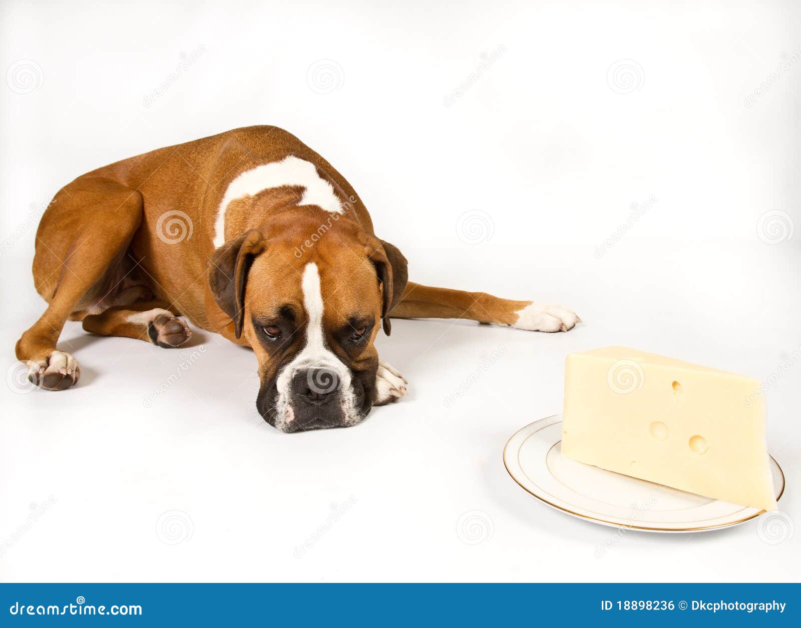 Boxer with Cheese stock photo. Image of holey, wedge 18898236