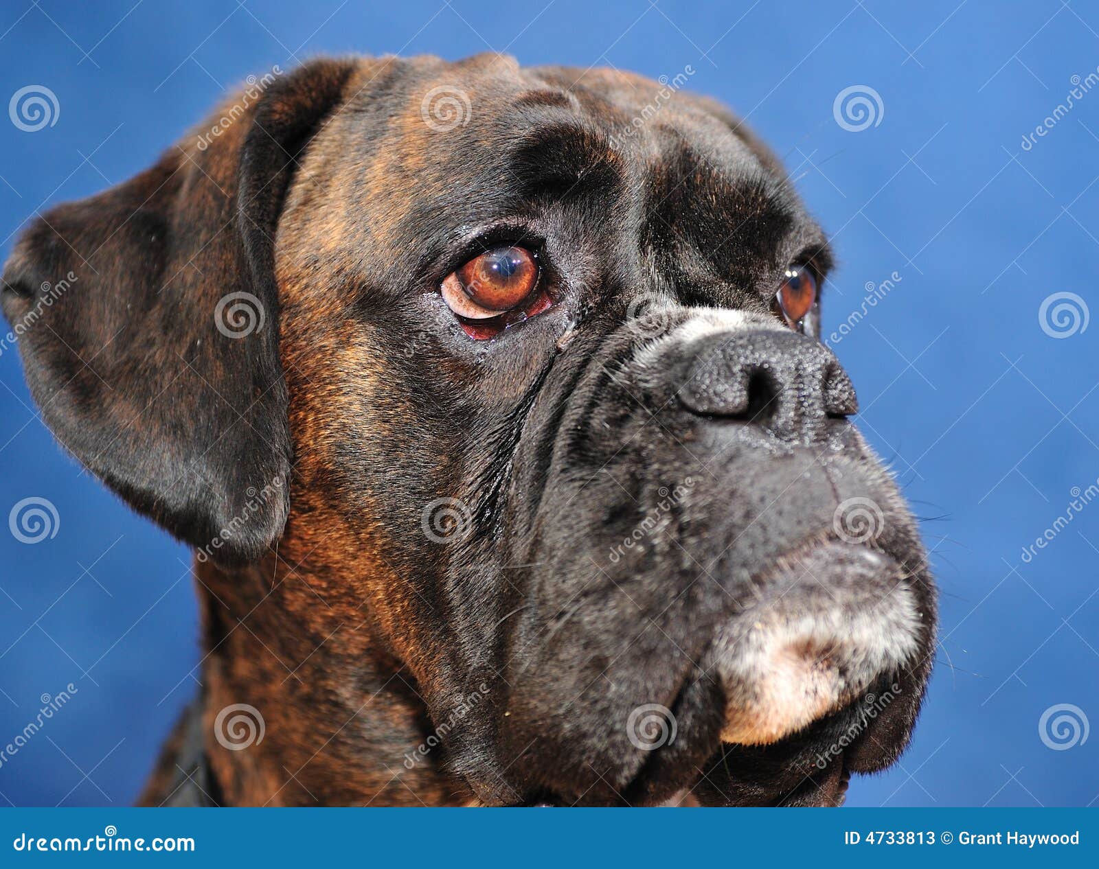 Boxer dog stock image. Image of whiskers, dogcollar, posed 4733813