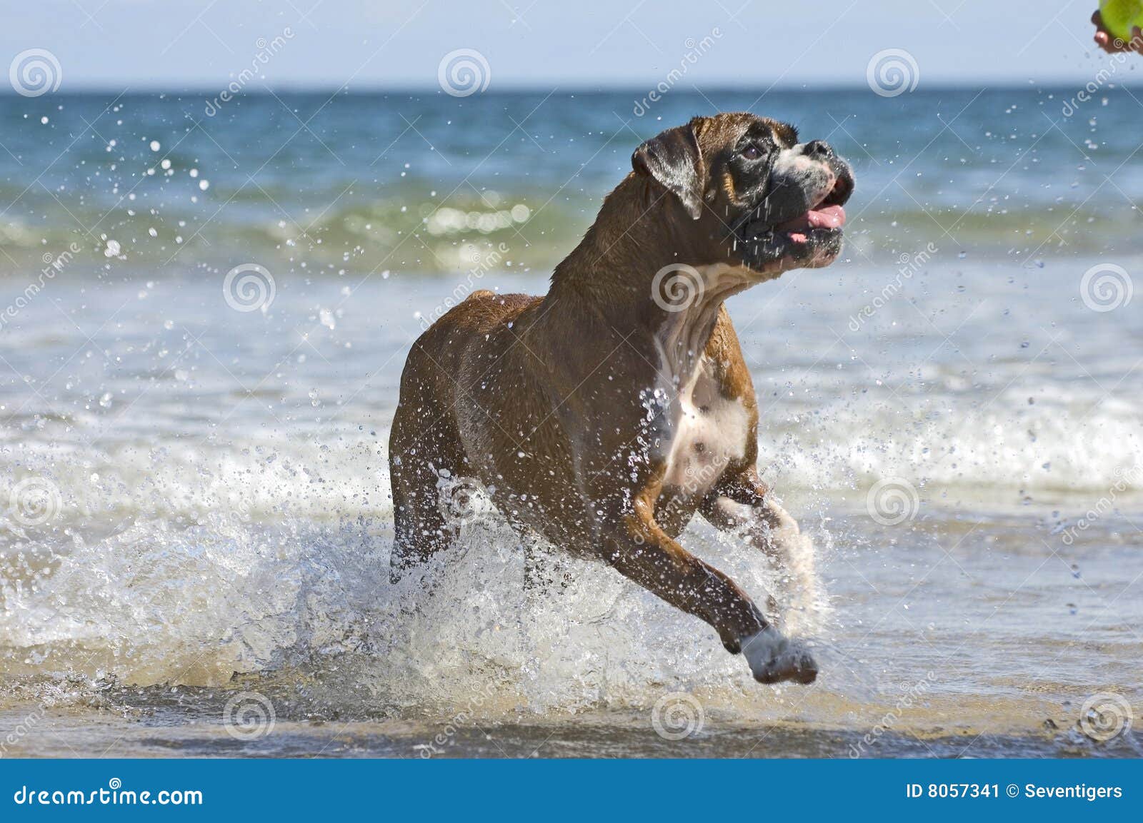 Boxer dog and ball stock image. Image of concept, ball 8057341