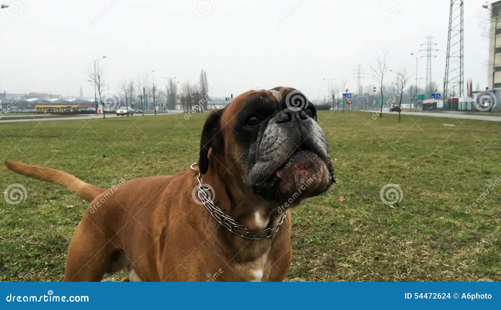 Boxer dog barking stock footage. Video of meadow, close 54472624