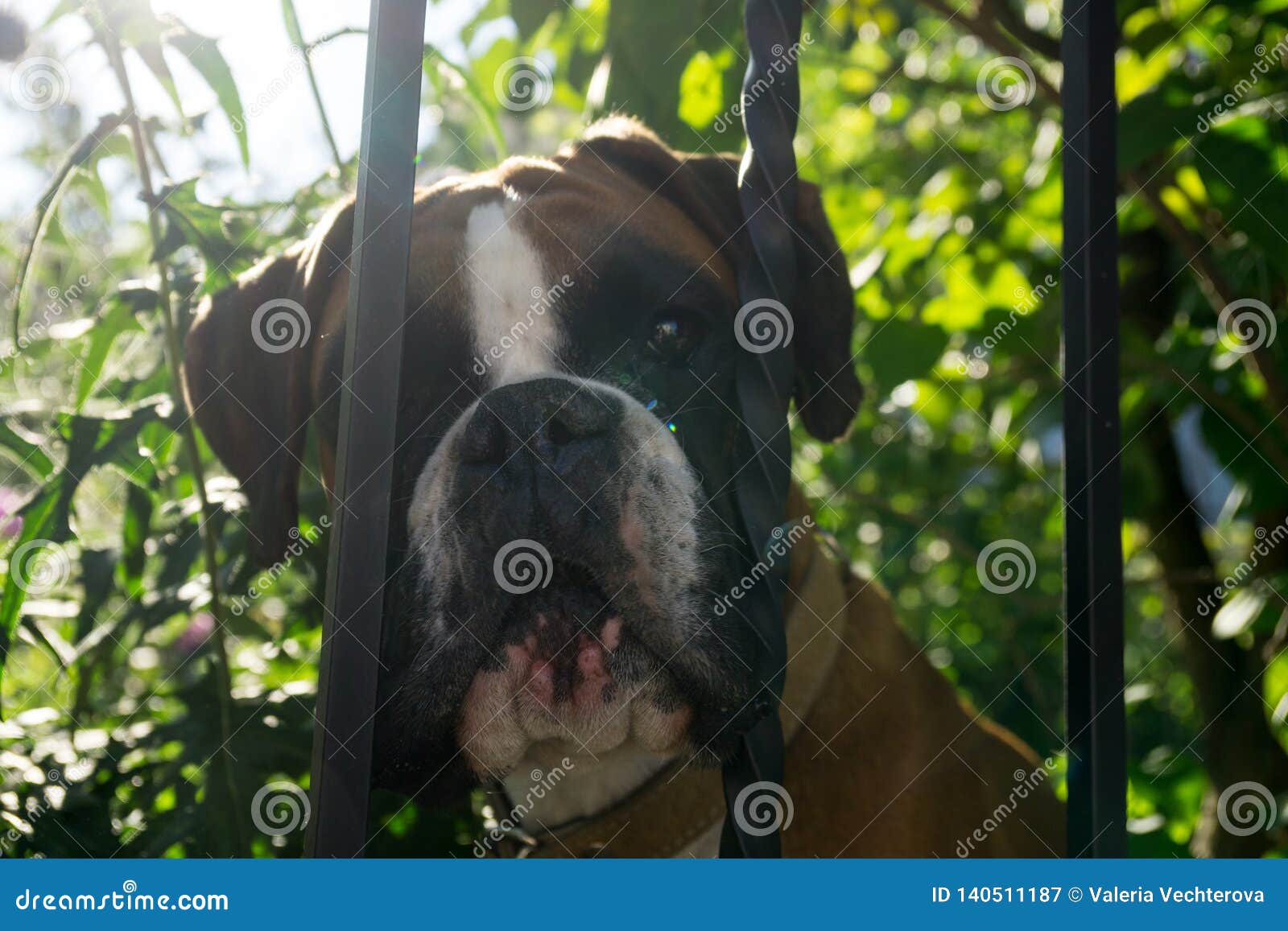 Boxer Dog Behind The Fence. Slovakia Stock Image Image of happy, emotions 140511187