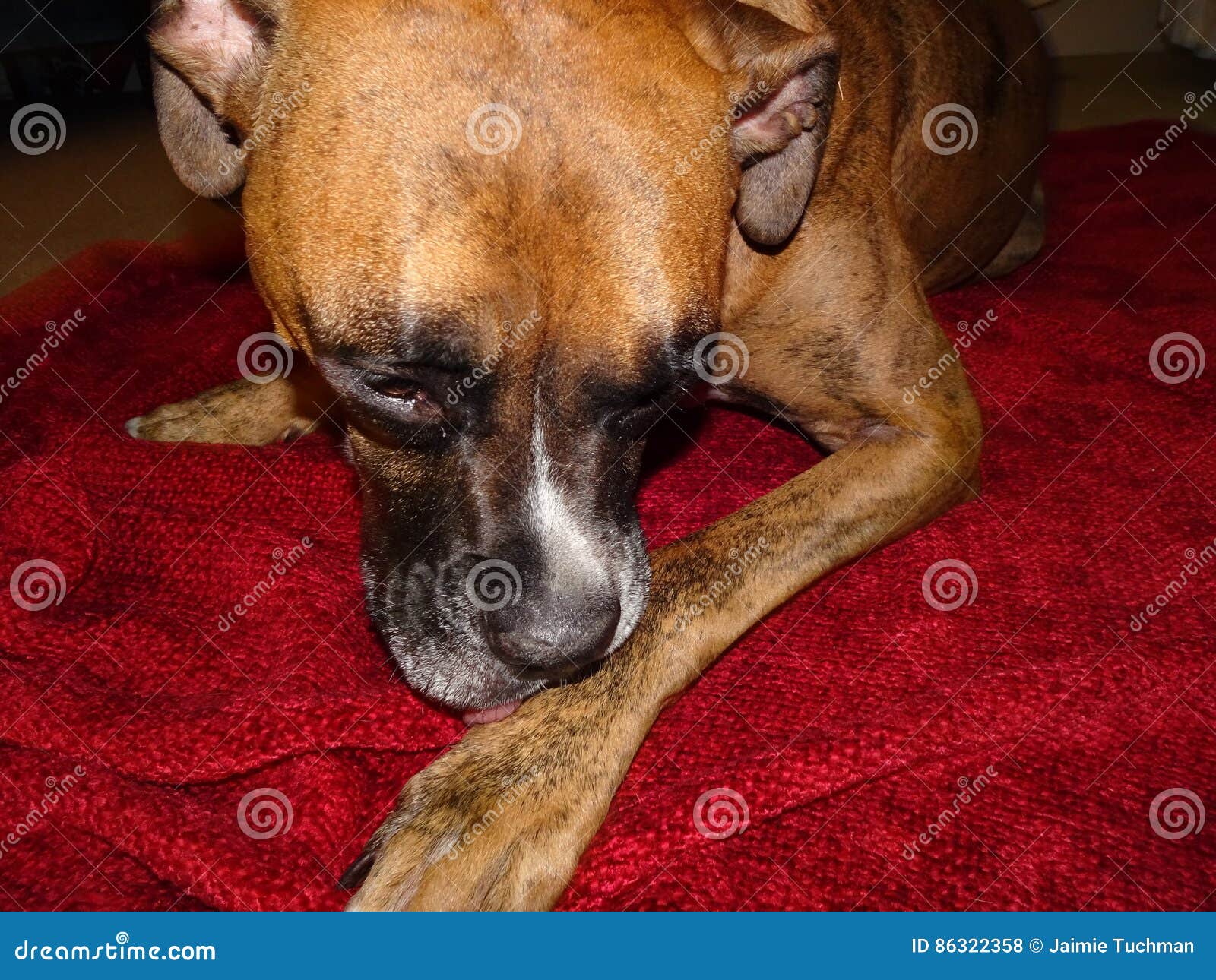 Boxer dog stock photo. Image of boxer, adorable, face 86322358