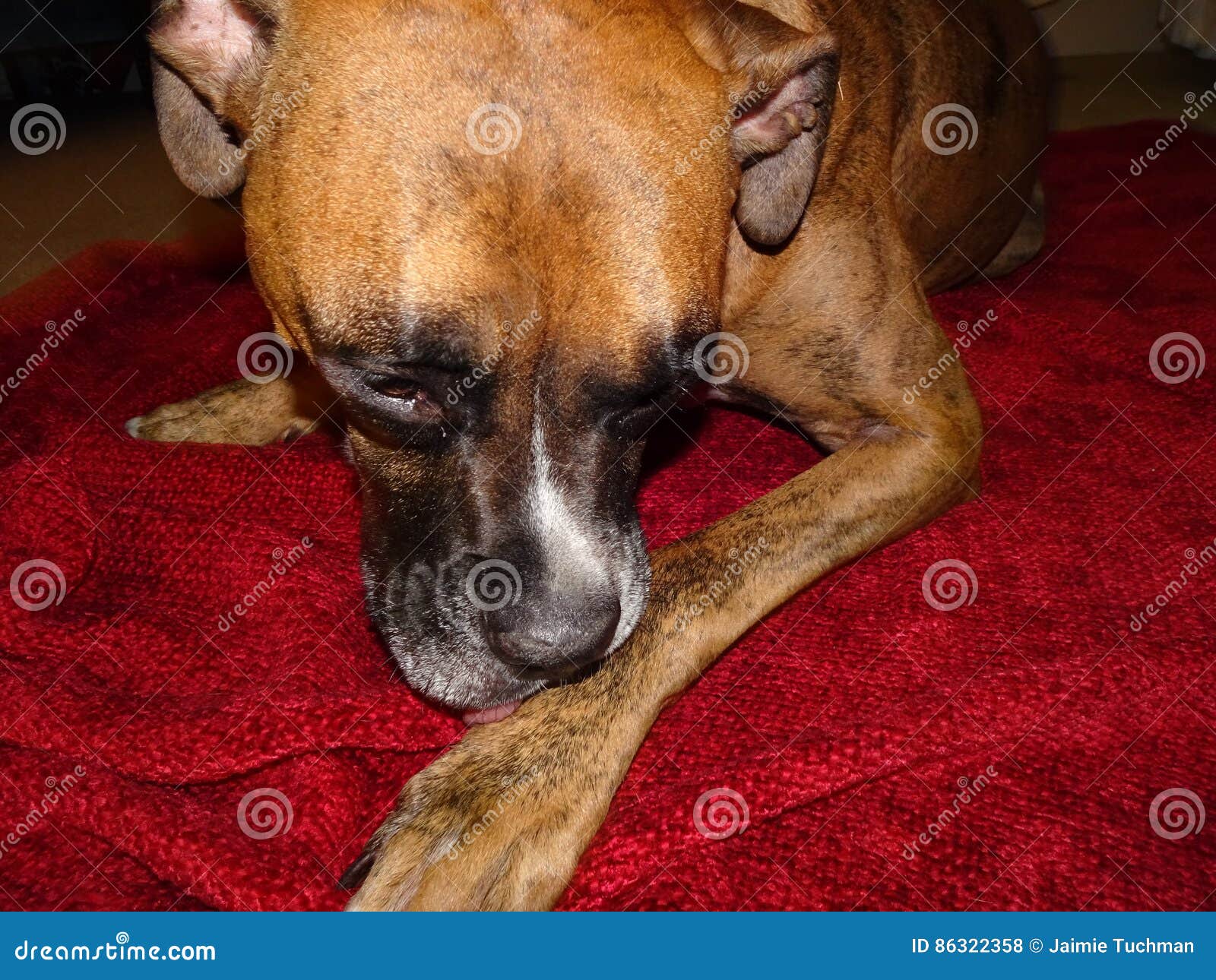 Boxer dog stock photo. Image of boxer, adorable, face - 86322358