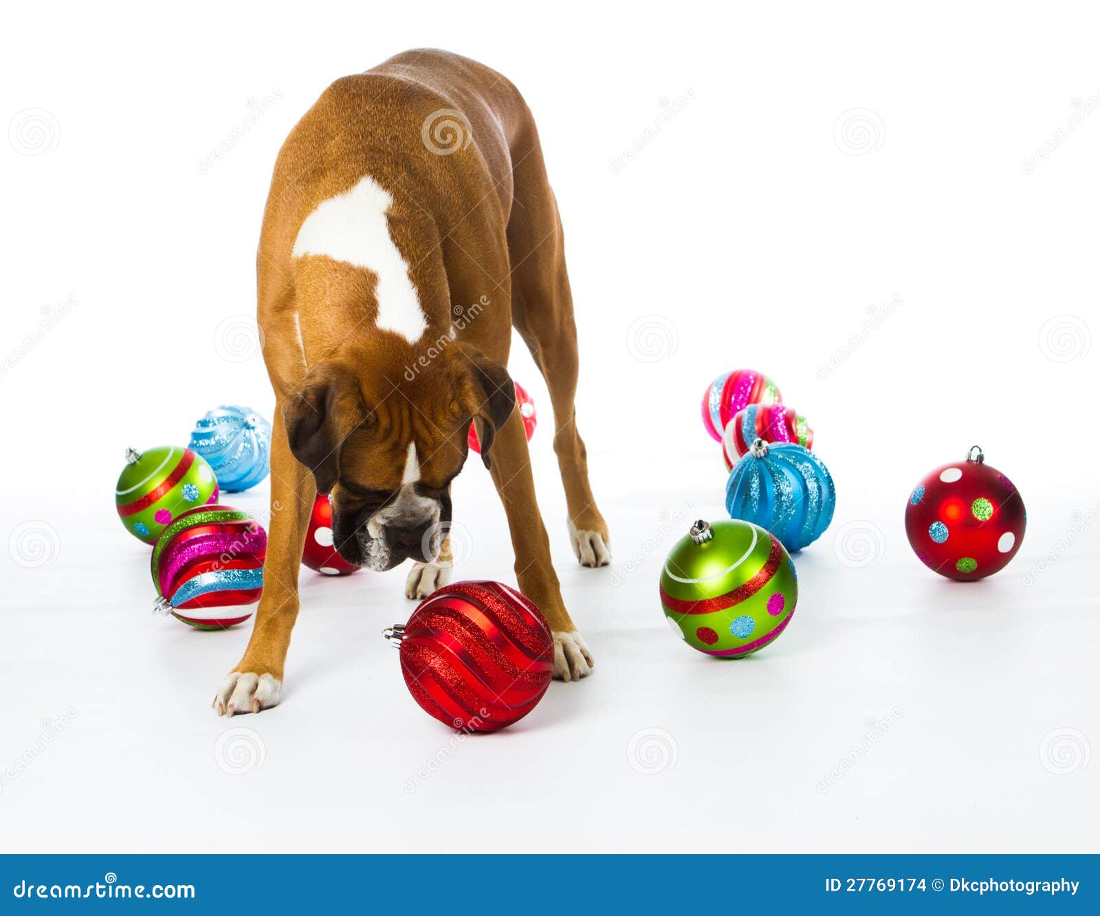 Boxer Dog with Christmas Ornaments Stock Photo Image of standing