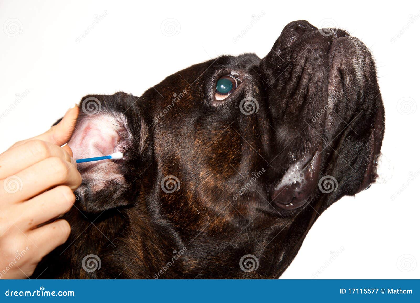 Boxer dog ears cleaning stock image. Image of expression 17115577