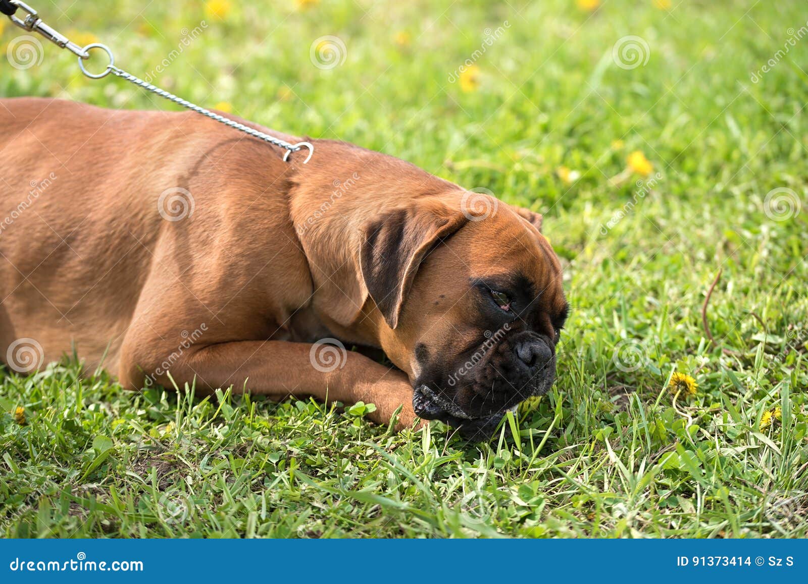 Boxer dog eat in the park stock photo. Image of doggy 91373414