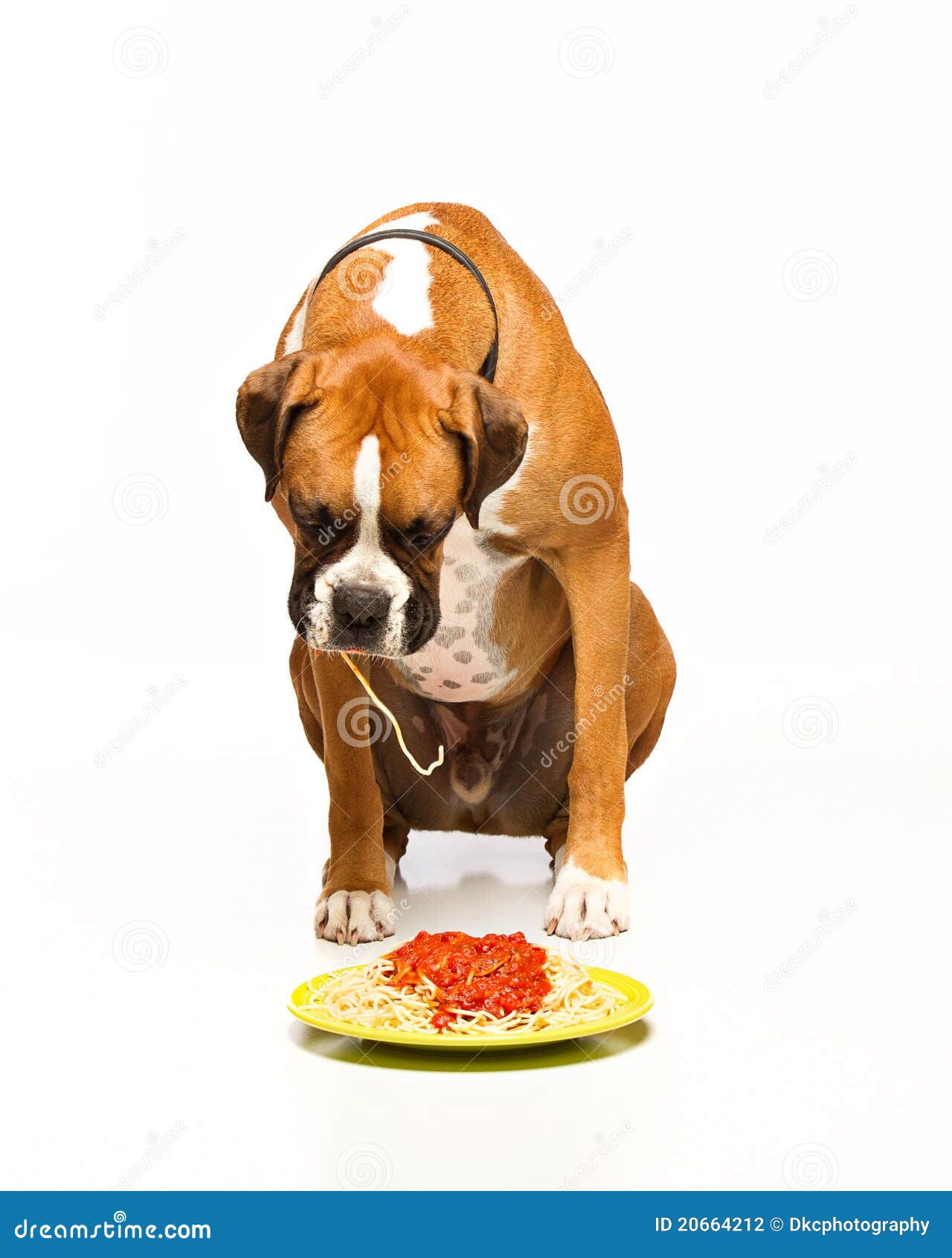 Boxer Dog Eating Spaghetti Stock Photography Image 20664212