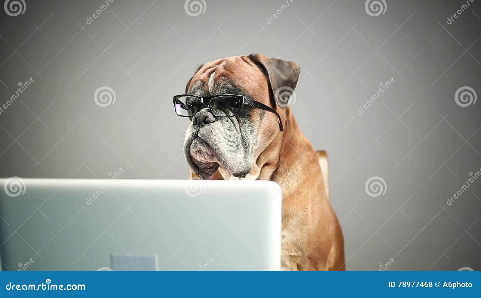 boxer-dog-eyeglasses-working-laptop-looking-sth-78977468.jpg