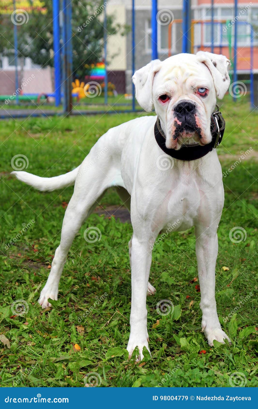 Boxer Dog with Eyes of Different Color in a Park. Stock Image Image