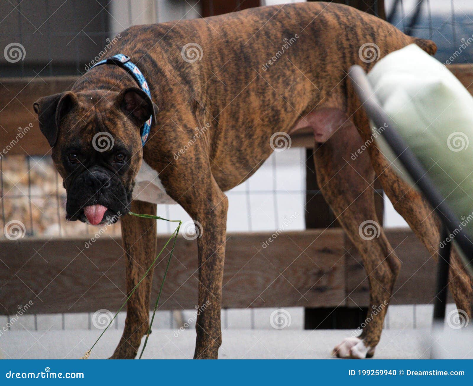 Boxer Dog with Grass Hanging from Mouth Stock Photo Image of mouth